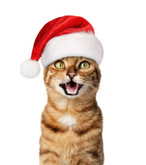 A joyful cat in a Santa hat smiles.