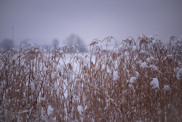 Dry reed in the winter season. Phragmites australis covered in snow on a cloudy day