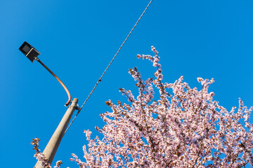 Cherry tree and light pole