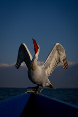 Dalmatian pelican stretching wings on blue boat