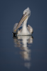 Dalmatian pelican swims across lake towards camera