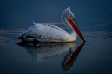 Dalmatian pelican swims across water leaving wake