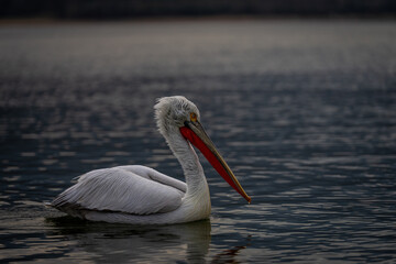 Dalmatian pelican swims in profile over water