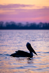 Dalmatian pelican swims on water at dawn