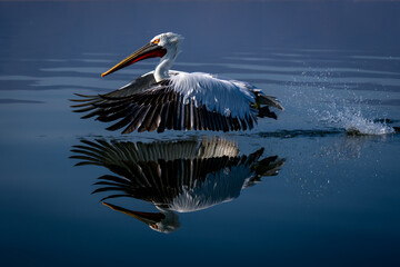 Dalmatian pelican takes off from still lake