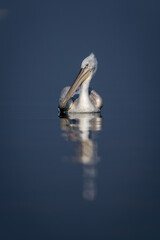 Fototapeta na wymiar Dalmatian pelican swims over lake watching camera