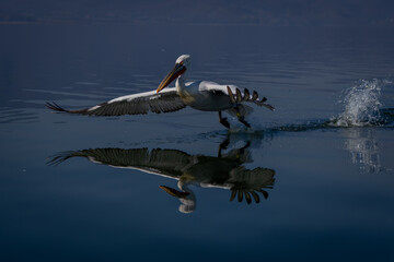 Fototapeta na wymiar Dalmatian pelican takes off bounding over lake