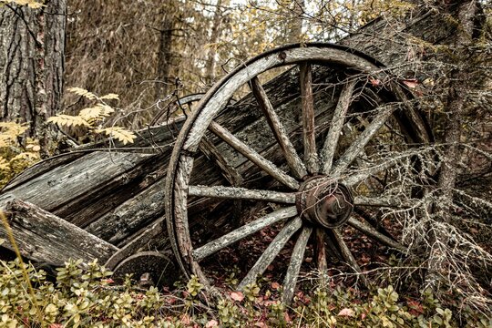 Old abandoned rural machine with wheels in the forest