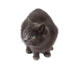 Gray cat isolated on white background.
