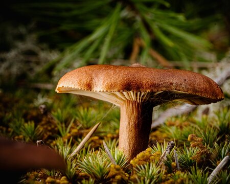 Closeup of a rufous milkcap mushroom in the forest