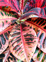 croton flower leaves of different colors, red. Houseplant Codium variegatum © Iryna