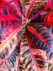 croton flower leaves of different colors, red. Houseplant Codium variegatum © Iryna
