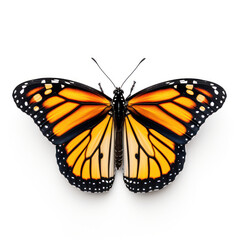 Bright Yellow Monarch Butterfly Isolated on Clean White Background