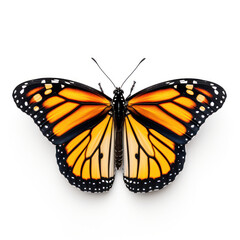 Naklejka premium Bright Yellow Monarch Butterfly Isolated on Clean White Background