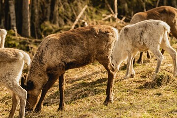 Closeup of grazing deer in field