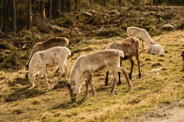 Group of fluffy forest reindeer grazing on a rural grassy valley