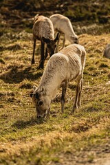 Vertical shot of a group of fluffy forest reindeer grazing on a rural grassy valley