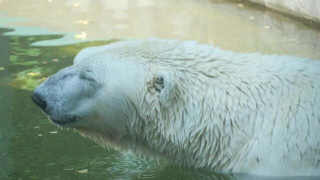 The polar bear is the largest representative of the bear family, and at the same time the largest modern.