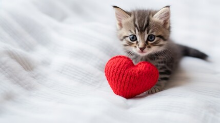 Valentines day background cute kitty and red knitted heartspace at the white background,copy space. - obrazy, fototapety, plakaty