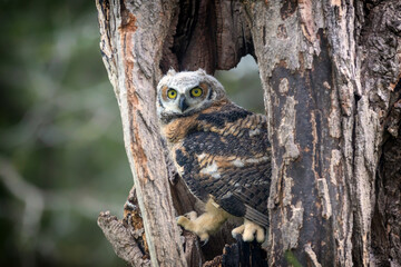 great horned owl in tree - 676417858