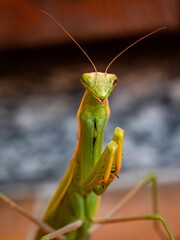 Closeup shot of a single green European mantis insect in a blurred background.