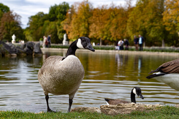 Fototapeta premium Close-up of a gooses (Canadian goose) near beautiful autumn lake. Colorful trees on the background