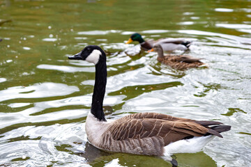 Close-up of a Canadian goose swimming in the lake in the park. Two ducks on the background