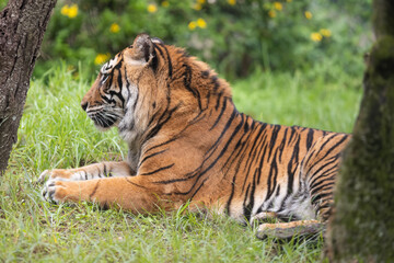 A Majestic Tiger Resting in the Serene Grasslands