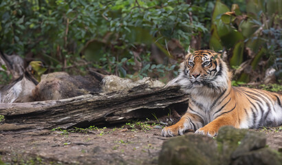 The Majestic Tiger Resting Amidst the Enchanting Greenery of the Forest