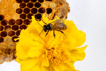honey wasp isolated on white background