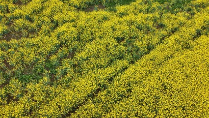 Canola Oil fields in Bloom Yellow Flowers Spring Agriculture France