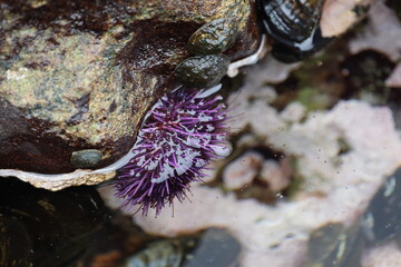 Botanical Beach Provincial Park Sea urchins in the tide pool (Vancouver Island) Canada
