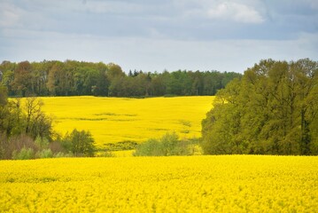 Canola Oil fields in Bloom Yellow Flowers Spring Agriculture France