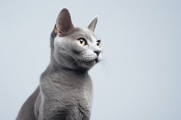 Obraz premium A gray cat with yellow eyes looking up.