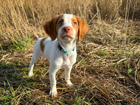 Brittany Spaniel puppy outstanding in a field. Orange and white puppy standing in a golden grass field 