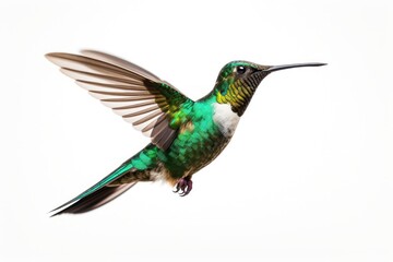 Obraz premium hummingbird in flight