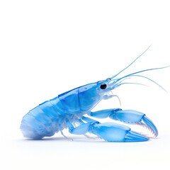 shrimp on white background