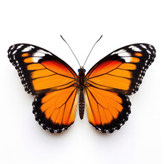 Bright Orange Butterfly  Isolated on Clean White Background