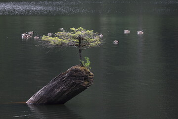 Fairy Lake Bonsai Tree  (Vancouver Island) Canada