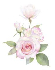 A bouquet of tender pink roses and green leaves hand drawn in watercolor. Isolated floral watercolor illustration.