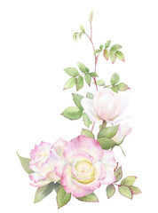 A corner composition with branches of tender pink roses with green leaves hand drawn in watercolor. Isolated floral watercolor illustration.