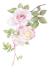 A branch of tender pink roses with green leaves hand drawn in watercolor. Isolated floral watercolor illustration.