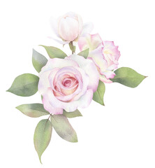 A floral arrangement, bouquet of tender pink roses and green leaves hand drawn in watercolor. Isolated floral watercolor illustration.