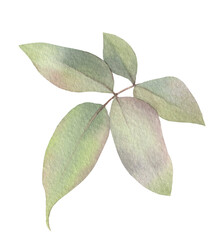A green leaved rose branch hand drawn in watercolor. Isolated floral illustration.