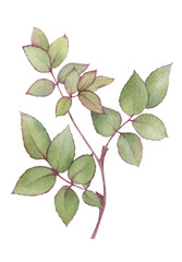 A green leaved rose branch hand drawn in watercolor. Isolated floral illustration.
