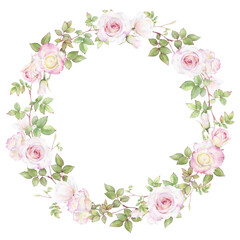 A floral wreath of pink roses and green leaved rose branches hand drawn in watercolor. Isolated image. Floral watercolor illustration.