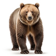 brown bear isolated on white
