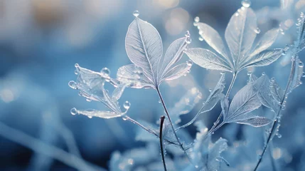 Fotobehang Icy tree leaves in winter © jr-art