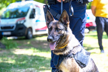 Police dog K9 canine German shepherd with policeman in uniform on duty. Search, rescue or guard dog concept.