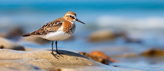 On a sunny day at the beach I saw a small dunlin a wader bird running along the shore as I walked and enjoyed birdwatching their wild and beautiful sea portrait - obrazy, fototapety, plakaty